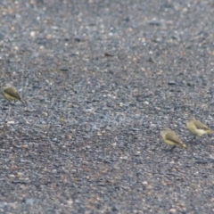 Acanthiza chrysorrhoa at Goulburn, NSW - 30 Jan 2022 07:50 AM