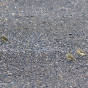 Acanthiza chrysorrhoa at Goulburn, NSW - 30 Jan 2022 07:50 AM