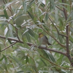 Zosterops lateralis (Silvereye) at Baw Baw, NSW - 30 Jan 2022 by Rixon