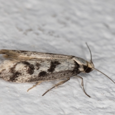 Oecophoridae (family) (Unidentified Oecophorid concealer moth) at Melba, ACT - 18 Nov 2021 by kasiaaus