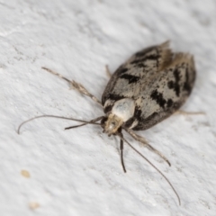 Oecophoridae (family) at Melba, ACT - 18 Nov 2021 10:44 PM