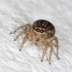 Unidentified Jumping & peacock spider (Salticidae) (TBC) at Melba, ACT - 18 Nov 2021 by kasiaaus