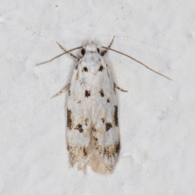 Oecophoridae (family) (Unidentified Oecophorid concealer moth) at Melba, ACT - 18 Nov 2021 by kasiaaus