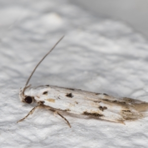 Oecophoridae (family) at Melba, ACT - 18 Nov 2021 10:47 PM