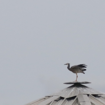 Egretta novaehollandiae (White-faced Heron) at Wayo, NSW - 1 Feb 2022 by Rixon