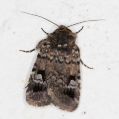 Thoracolopha verecunda (A Noctuid moth (Acronictinae)) at Melba, ACT - 18 Nov 2021 by kasiaaus