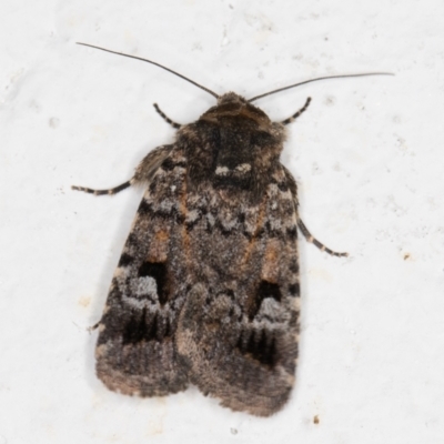 Thoracolopha verecunda (A Noctuid moth (Acronictinae)) at Melba, ACT - 18 Nov 2021 by kasiaaus