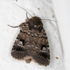 Thoracolopha verecunda at Melba, ACT - 18 Nov 2021 10:51 PM