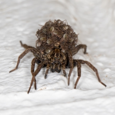 Lycosidae (family) (Wolf spider) at Melba, ACT - 22 Dec 2021 by kasiaaus