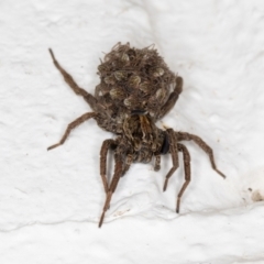 Lycosidae (family) at Melba, ACT - 22 Dec 2021 09:19 PM