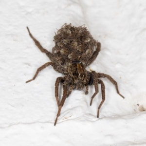 Lycosidae (family) at Melba, ACT - 22 Dec 2021