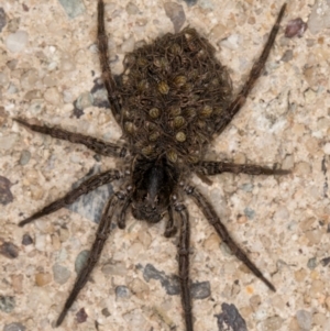 Lycosidae (family) at Melba, ACT - 22 Dec 2021