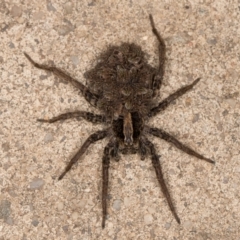 Lycosidae (family) at Melba, ACT - 22 Dec 2021 09:19 PM