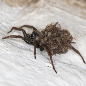 Lycosidae (family) at Melba, ACT - 22 Dec 2021 09:19 PM