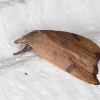 Tortricopsis uncinella (A concealer moth) at Melba, ACT - 19 Nov 2021 by kasiaaus