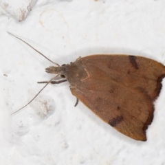 Tortricopsis uncinella at Melba, ACT - 19 Nov 2021