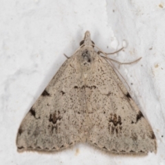 Dichromodes estigmaria (Pale Grey Heath Moth) at Melba, ACT - 19 Nov 2021 by kasiaaus
