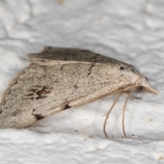 Dichromodes estigmaria at Melba, ACT - 19 Nov 2021 10:01 PM