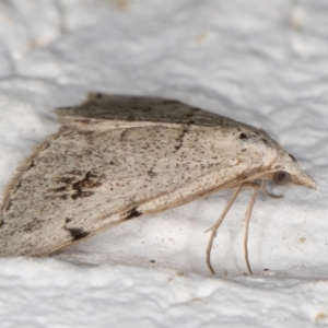 Dichromodes estigmaria at Melba, ACT - 19 Nov 2021