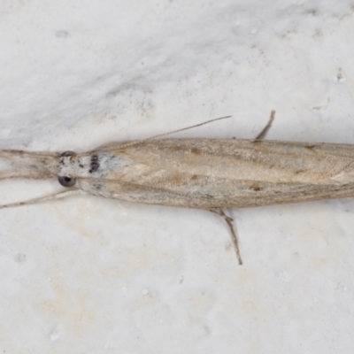 Culladia cuneiferellus (Crambinae moth) at Melba, ACT - 19 Nov 2021 by kasiaaus