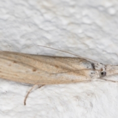 Culladia cuneiferellus at Melba, ACT - 19 Nov 2021