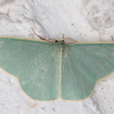 Chlorocoma assimilis (Golden-fringed Emerald Moth) at Melba, ACT - 19 Nov 2021 by kasiaaus