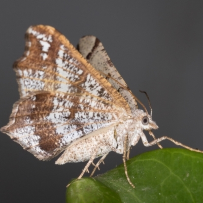 Dissomorphia australiaria (Dashed Geometrid, Ennominae) at Melba, ACT - 20 Nov 2021 by kasiaaus