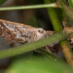 Dissomorphia australiaria at Melba, ACT - 21 Nov 2021