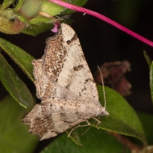 Dissomorphia australiaria at Melba, ACT - 21 Nov 2021