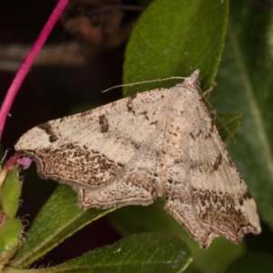 Dissomorphia australiaria at Melba, ACT - 21 Nov 2021