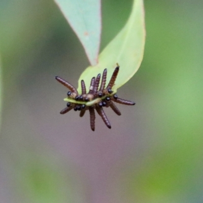 Perginae sp. (subfamily) (Unidentified pergine sawfly) at Deakin, ACT - 1 Feb 2022 by LisaH
