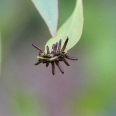 Unidentified Insect (TBC) at Red Hill Nature Reserve - 1 Feb 2022 by LisaH