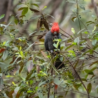 Callocephalon fimbriatum (Gang-gang Cockatoo) at Wingecarribee Local Government Area - 1 Feb 2022 by Aussiegall