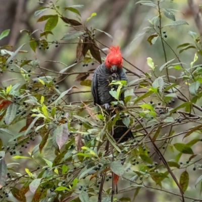 Callocephalon fimbriatum (Gang-gang Cockatoo) at Penrose - 1 Feb 2022 by Aussiegall