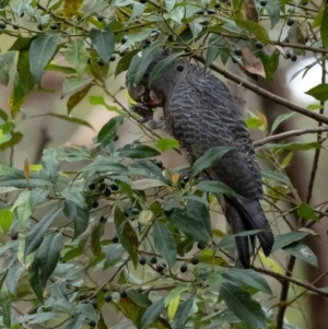 Callocephalon fimbriatum at Penrose, NSW - suppressed