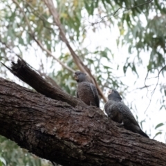 Callocephalon fimbriatum at Penrose, NSW - 1 Feb 2022