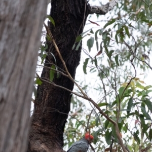 Callocephalon fimbriatum at Penrose, NSW - 1 Feb 2022