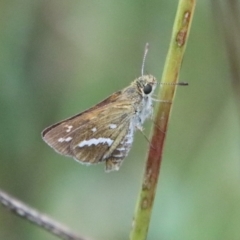 Taractrocera papyria (White-banded Grass-dart) at Deakin, ACT - 1 Feb 2022 by LisaH