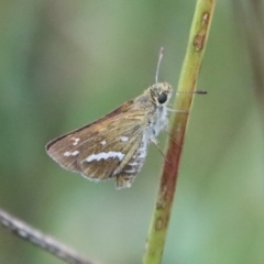 Taractrocera papyria (White-banded Grass-dart) at Red Hill Nature Reserve - 1 Feb 2022 by LisaH