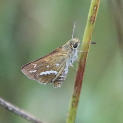 Taractrocera papyria (White-banded Grass-dart) at Deakin, ACT - 1 Feb 2022 by LisaH