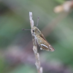 Taractrocera papyria at Deakin, ACT - 1 Feb 2022