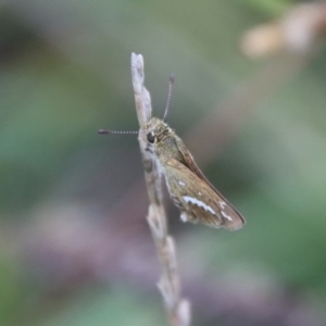 Taractrocera papyria at Deakin, ACT - 1 Feb 2022