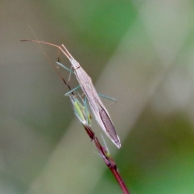 Mutusca brevicornis (A broad-headed bug) at Deakin, ACT - 1 Feb 2022 by LisaH