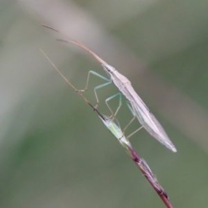 Mutusca brevicornis at Deakin, ACT - 1 Feb 2022