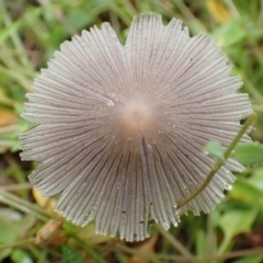 Coprinellus etc. (An Inkcap) at Cook, ACT - 31 Jan 2022 by drakes