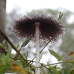 Coprinellus etc. at Cook, ACT - 1 Feb 2022