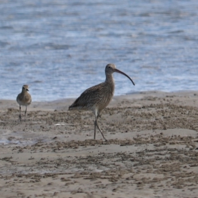 Numenius madagascariensis (Eastern Curlew) at Urunga, NSW - 15 Jan 2022 by LisaH