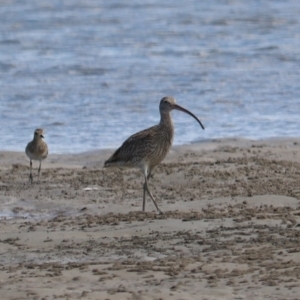 Numenius madagascariensis (Eastern Curlew) at Urunga, NSW by LisaH
