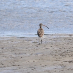 Numenius madagascariensis at Urunga, NSW - 15 Jan 2022