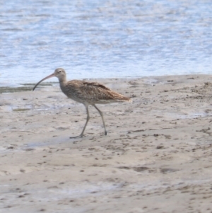 Numenius madagascariensis at Urunga, NSW - 15 Jan 2022